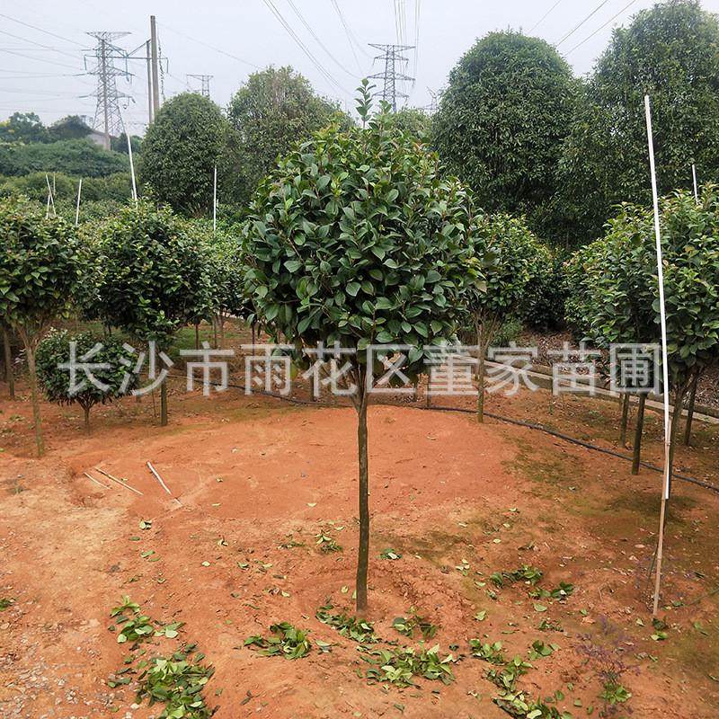 直供5-6公分茶花树分支点0.8-1米湖南茶花树四季高成活率常绿