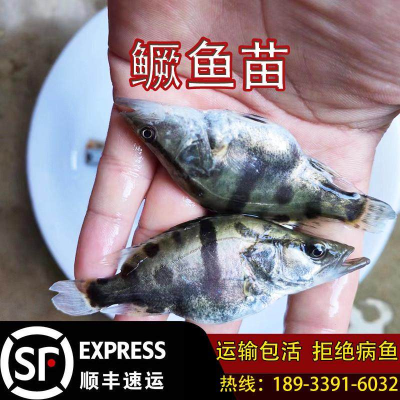 正宗活鳜鱼苗淡水鳜桂花鱼苗鲑鱼苗季桂鱼苗翘嘴鳜鱼白养殖花鳜鱼