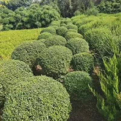 户外小叶树造型女贞球形苗庭院别墅绿化篱笆围墙观叶四季常青常绿
