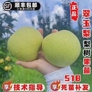 嫁接梨树果苗早熟翠玉518梨树苗脆甜翡翠梨苗南北方庭院盆栽地栽