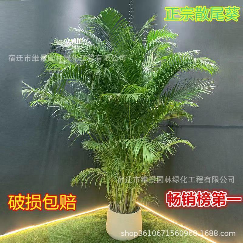 散尾葵绿植大型室内客厅盆栽凤尾竹夏威夷办公室大棵落地网红植物