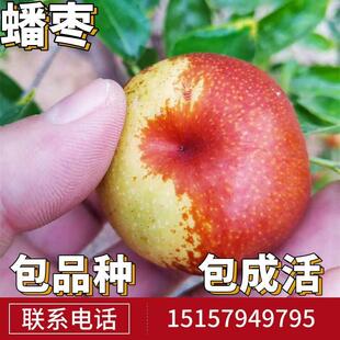 蟠枣树果苗活苗南北方庭院地栽特大果树盆栽嫁接枣子树苗当年结果