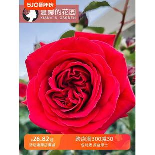 玫瑰国度天使月季花苗四季开花大花浓香抗病勤花红色小藤本爬藤