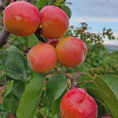 杏树果苗嫁接早熟金太阳凯特杏子油杏树果苗南北方庭院当年结果