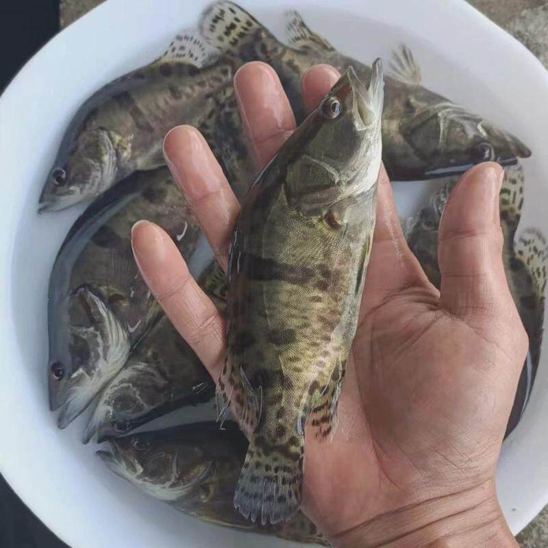 桂花鱼苗鳜鱼鱼苗翘嘴鱼苗斑桂鱼肉食性苗加州鲈鱼苗鲈鱼苗小鱼苗
