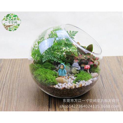 苔藓diy斜口瓶小梅微景观创意礼品微景观套装摆件