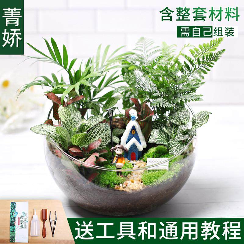 20c苔藓diy植生态瓶绿植物种微景观材料包切组合套装暖场活动大号