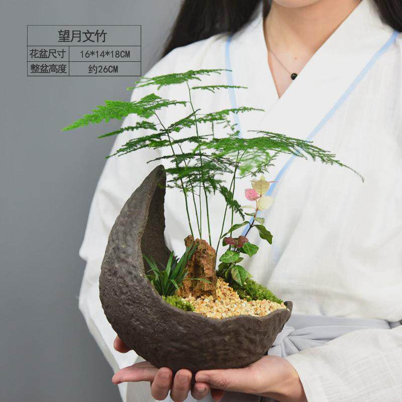 文竹植物盆景大室内盆栽桌面办公桌绿植水培陶瓷中式装饰摆件礼品