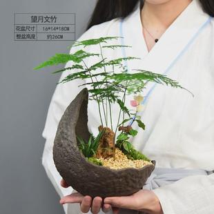文竹植物盆景大室内盆栽桌面办公桌绿植水培陶瓷装饰摆件中式礼品