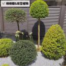 四季 常綠多年神觀葉灌木植物亮晶女貞苗耐熱耐寒別墅花園花境植物