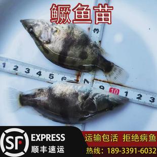 正宗活鳜鱼苗淡水养殖桂花鱼苗鲑鱼苗季桂鱼鳜翘嘴苗鱼白鳜花鳜鱼