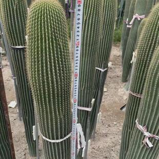 大凤龙仙人柱仙人球植物景观造景沙生