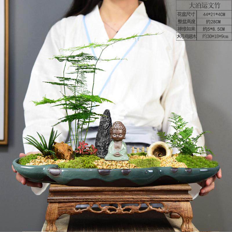 文竹盆栽室内禅意绿植微景观盆景苔藓山水植物办公室茶室观叶盆景