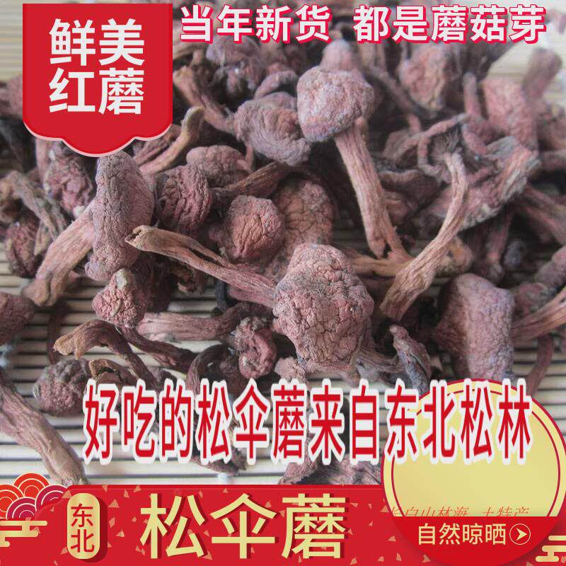 新货东北红蘑松蘑菇新品干货野生的松树伞松散红菇肉蘑鸡血蘑炖鸡