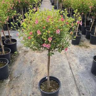 棒棒糖木槿花庭院重瓣花卉盆栽植物耐寒好养绿植阳台观花草可食用