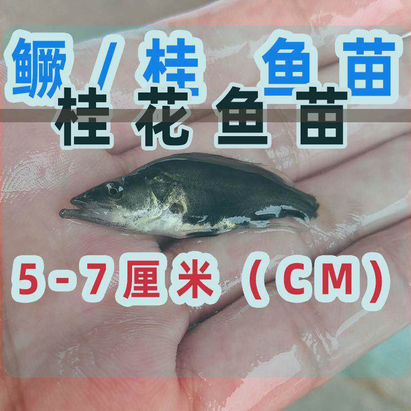 大头鳜鱼苗桂花鱼苗淡水养殖食用中华鳜鱼鲜活直供高档优质斑鳜鱼