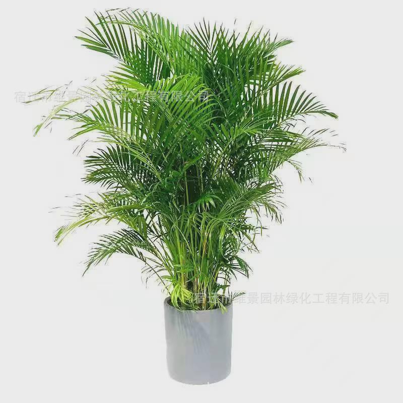散尾葵绿植大型室内客厅盆栽凤尾竹夏威夷办公室大棵落地网红植物