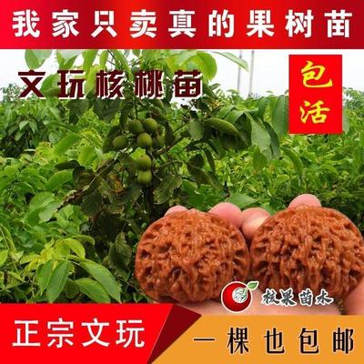 文玩核桃苗狮子头三棱麒麟纹核桃树苗嫁接核桃树当年接果盆栽地栽
