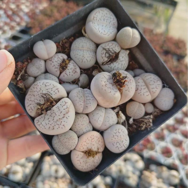 毛汉尼10cm盆整价格托盆不带肉锥发货实物拍摄生石花土