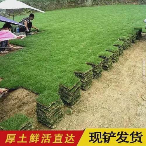 草皮免别墅庭院绿化马尼拉地毯草耐寒草坪带泥土真草剪台湾草带土