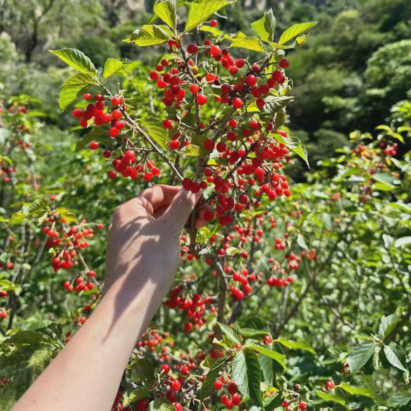 东北小樱桃野生山樱桃树苗矮化毛樱桃苗南方北方盆栽庭院果树果苗