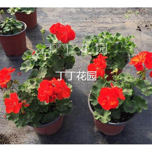 直立天竺葵花苗炫橙安东尼亮红世园会花卉盆栽庭院丁丁花园