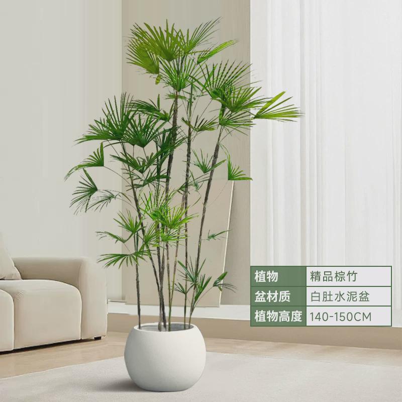 金山棕竹盆栽室内细叶植物大型绿植客厅小叶竹子吸收甲醛四季好养