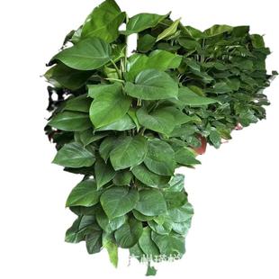 大叶绿萝柱盆栽厂家办公室植物客厅净化空气绿植真树绿化绿航批发