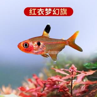 群游好养灯鱼热带鱼红绿灯鱼宠物鱼草缸水族馆观赏鱼小型淡水大号