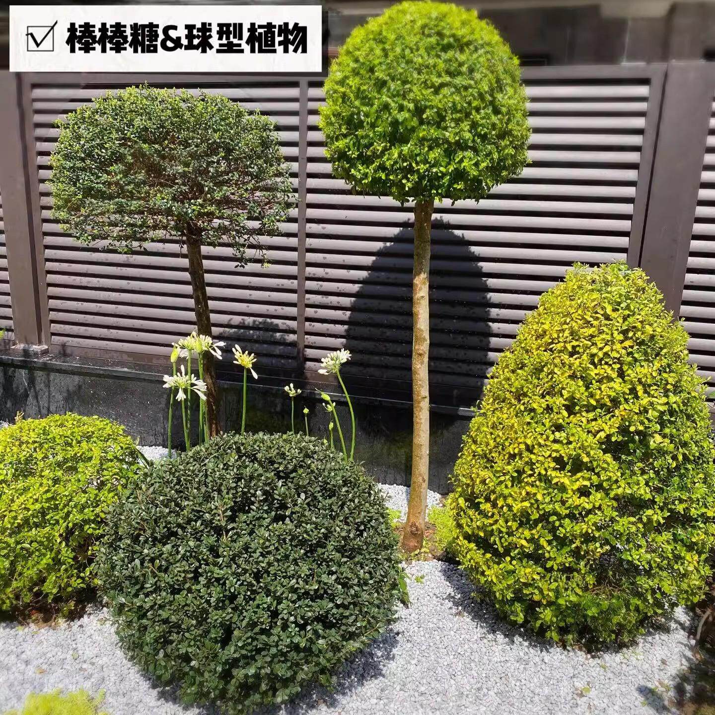 四季常绿多年神观叶灌木植物亮晶女贞苗耐热耐寒别墅花园花境植物