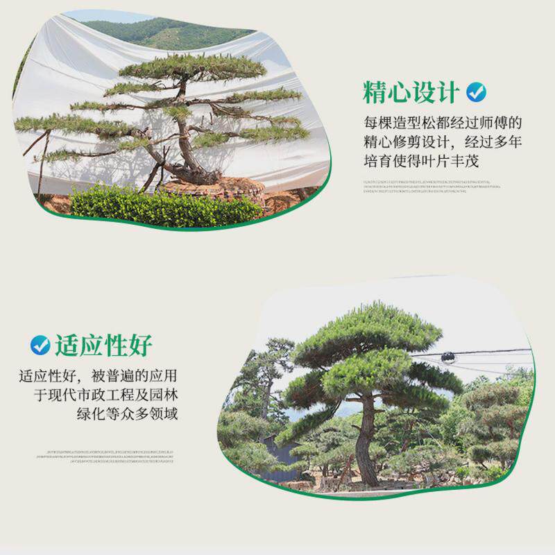 造型黑松造型工程常用四季常绿迎客松树庭院观赏松树盆景景松