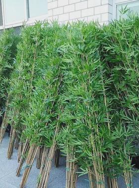 植物室外景观客厅酒店隔断屏风橱窗假绿植造景干枝仿真竹子假竹子