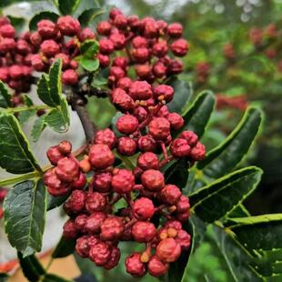 花椒苗树四川汉源大红袍无刺盆栽当年结果四季种植麻椒青花椒大苗