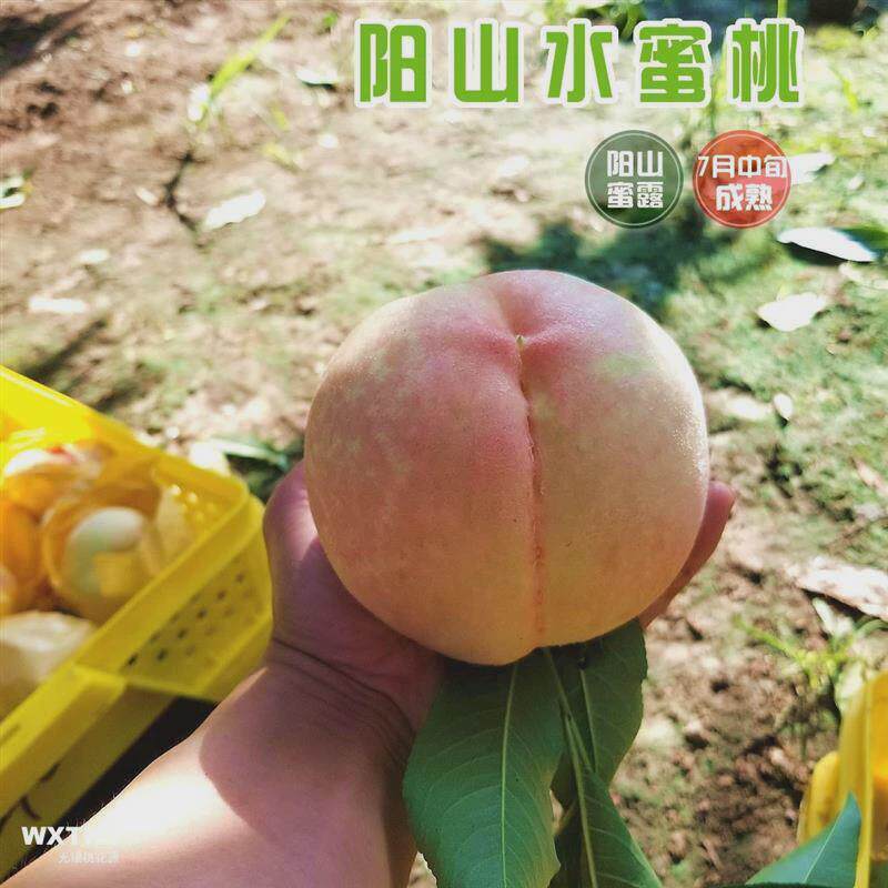阳山蜜露 无锡阳山水蜜桃树苗 嫁接桃苗特大果苗当年结果包邮产地