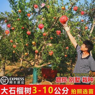 石榴树庭院果树果苗树苗突尼斯软籽石榴树老桩特大盆栽南北方结果