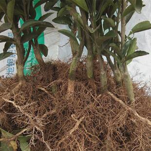 正宗江西南丰蜜桔苗嫁接南丰蜜橘树苗贡桔早熟桔子无核果树苗南方