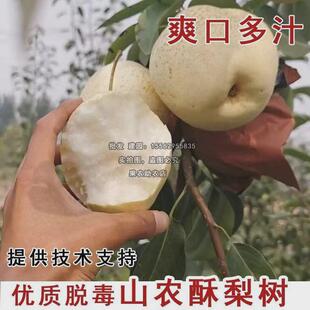 嫁接梨树苗晚熟新品种脆甜山农酥梨大白梨梨苗南北方种植当年结果
