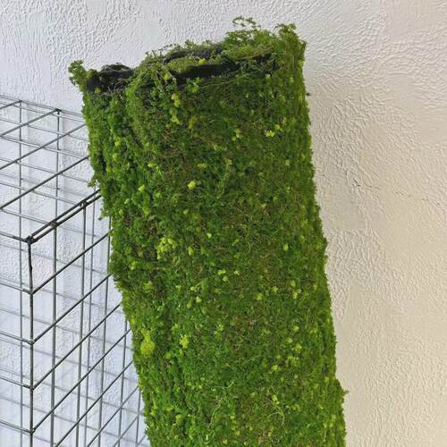 软装青苔藓皮青苔坪橱窗仿真绿植苔藓绿地墙面植物墙装饰人造草坪