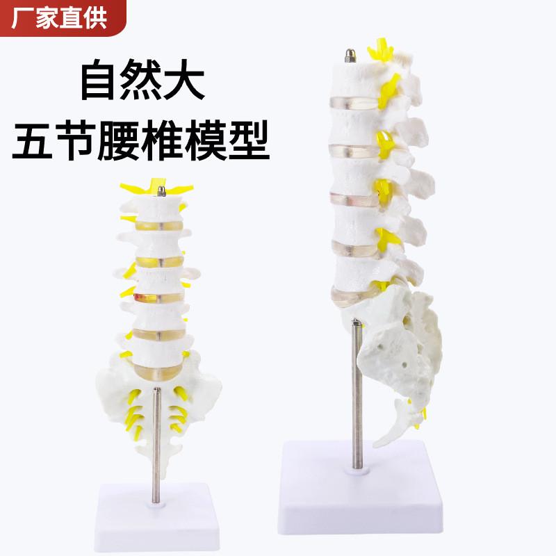 自然大五节腰椎带尾椎模型 成人腰椎带尾骨脊椎神经腰椎间盘演示