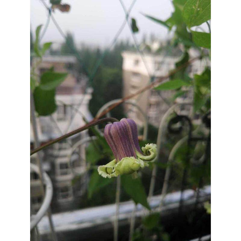 铁线莲一加仑两年苗约瑟芬新幻紫昼天使幸运符庭院阳台爬藤植物