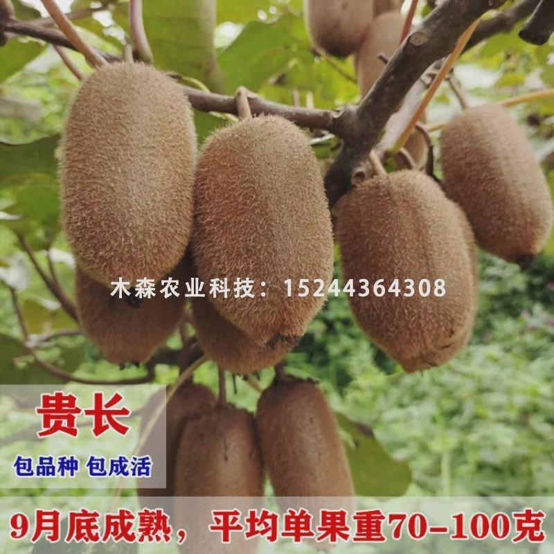 修文贵长猕猴桃树苗嫁接绿心纯甜猕猴桃苗南北方种植果苗盆栽地栽