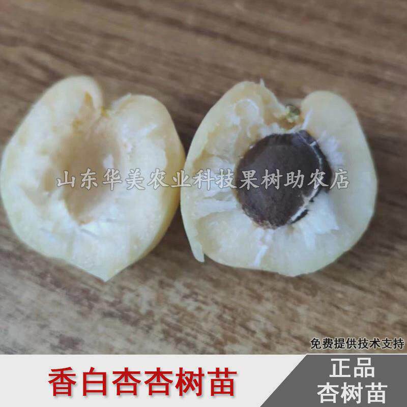 大香白杏子树苗香白杏树苗嫁接早熟杏子苗庭院种植当年结果果树苗