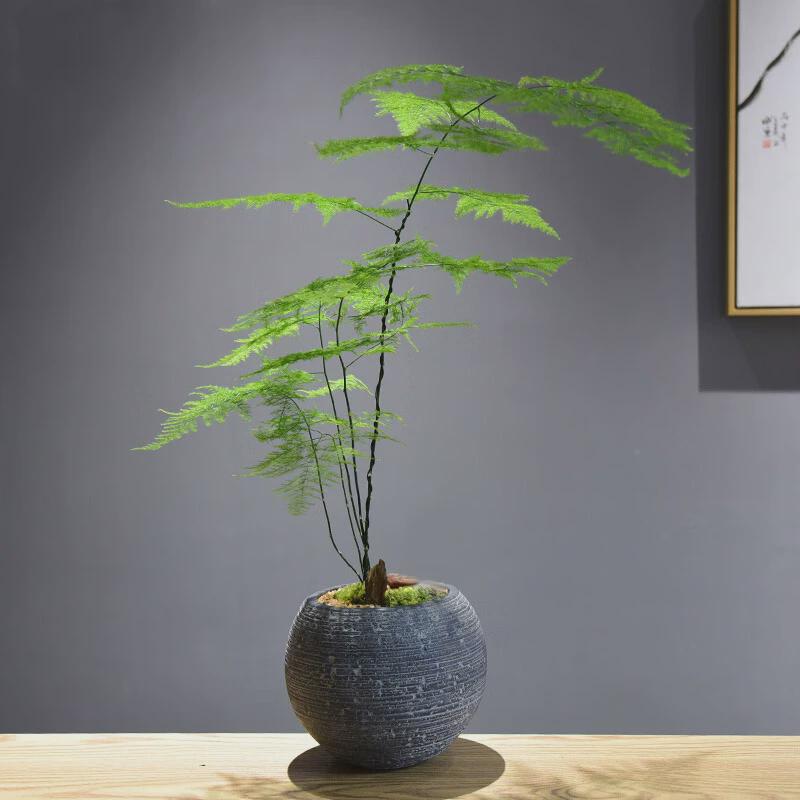 文竹盆栽室内禅意盆景山水苔藓微景观植物办公室茶室四季绿植