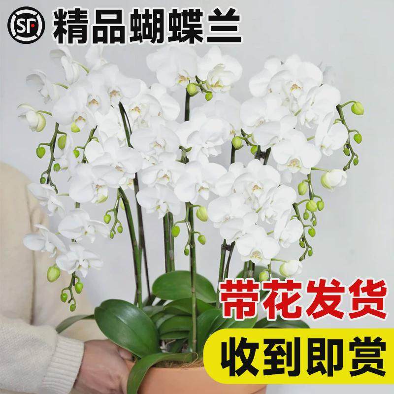 蝴蝶兰盆栽带花大花客厅室内花卉植物好养真花年宵花大花蕙兰新年