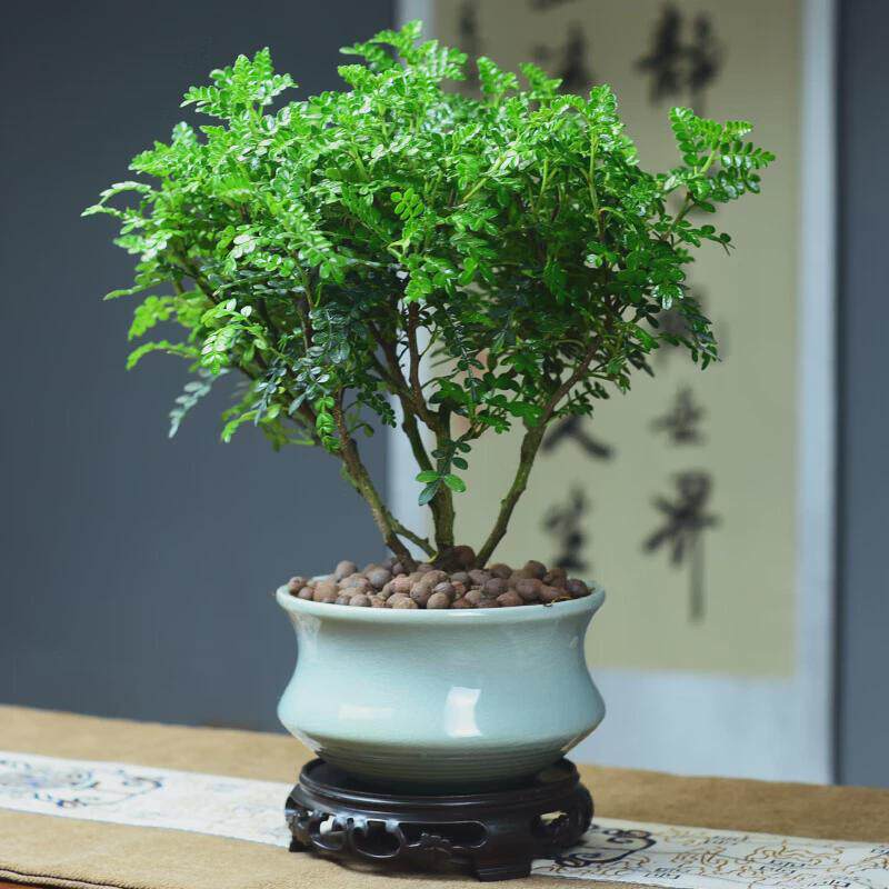 zr胡椒木清香植物清香木盆栽室内桌面绿植景岚盆景新中式摆件礼品