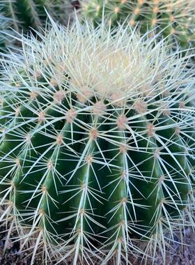 景观设计虎仙人球直径20厘米沙生植物金造景