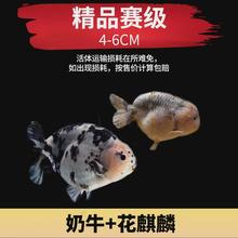 兰寿金鱼小鱼苗小型耐活冷水鱼活鱼宠物观赏鱼淡水好养锦鲤草金鱼