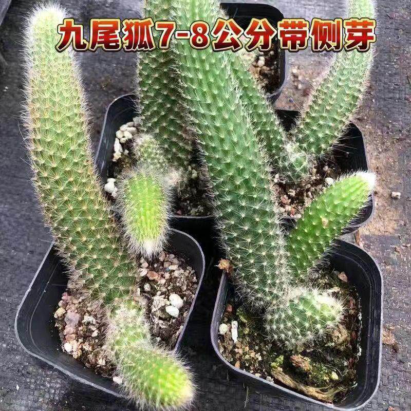 长毛九尾狐多肉植物软毛开花猴尾巴仙人球办公室盆栽防辐射仙人掌