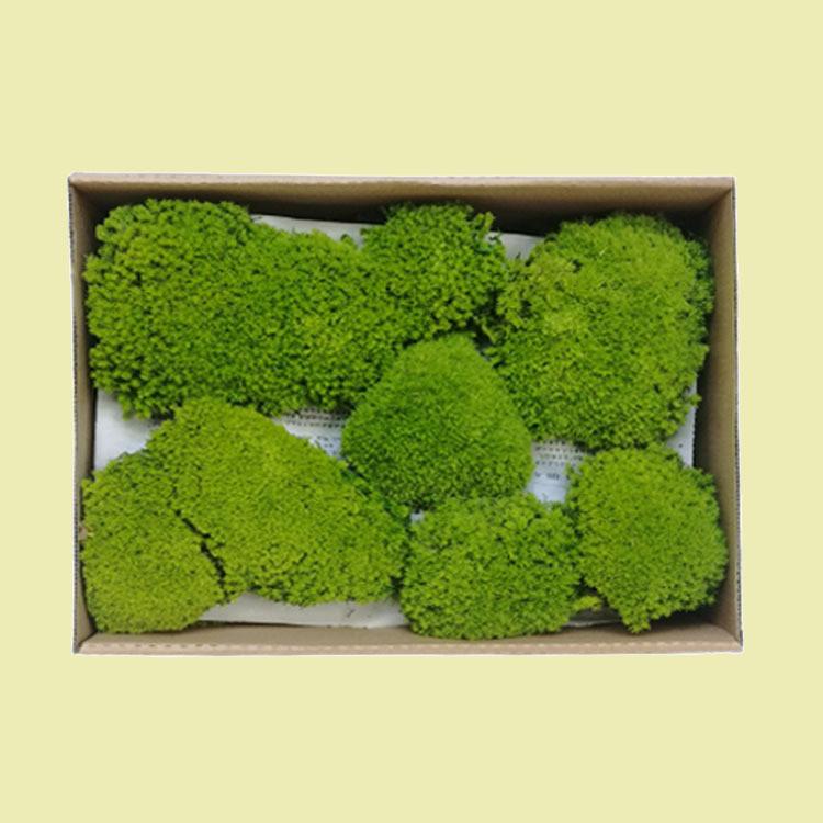永生苔藓植物墙白发藓块真藓青苔墙干花背景墙青苔鹿蕊苔藓干苔藓