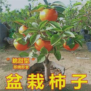 甜脆杮子树苗甜柿子树苗盆栽矮化柿子树磨盘脆甜柿子苗南北方种植